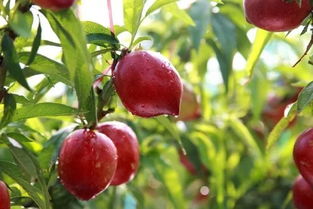 盆栽油桃种植技术视频,盆栽油桃种