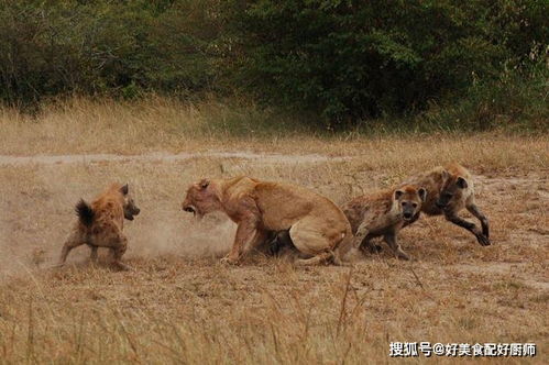 鬣狗抢狮子食物,欺负落单母狮,为什么狮子能容忍它们当邻居