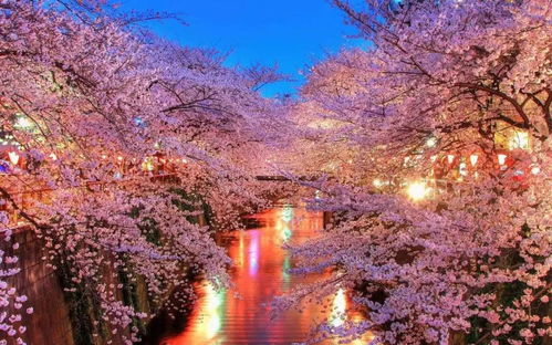 最新 2020日本樱花预测前线,赴一场早春的花见之旅