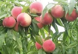 桃树苗多久可以结果子,一米高桃树几年结果？