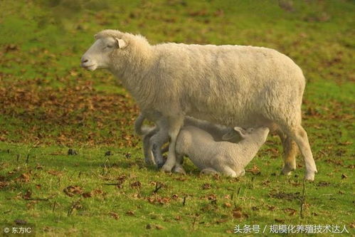 母羊发生难产的原因以及母羊难产的处理方法 