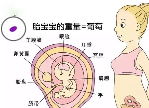 原创这6项因素会影响胎儿的个头生长发育，同时准妈妈要合理安排休息