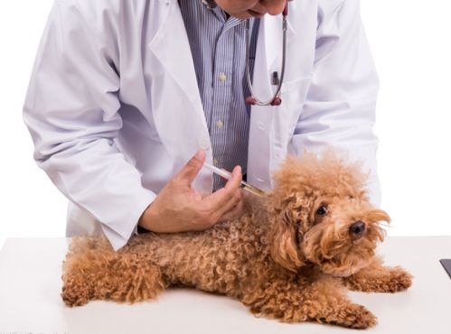 为什么生病的狗狗不能打疫苗