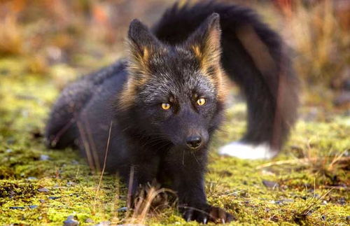 基因变种动物现身北京,罕见的银黑狐,为什么会在门头沟出现