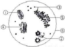 如图是某细胞在进行某生命活动前后几种生物膜面积的变化图.细胞在此过程中最可能合成的是 A.胃蛋白酶 B.血红蛋白C.细胞呼吸酶 D.维生素D 青夏教育精英家教网 