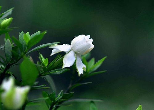 关于白色花朵的诗句