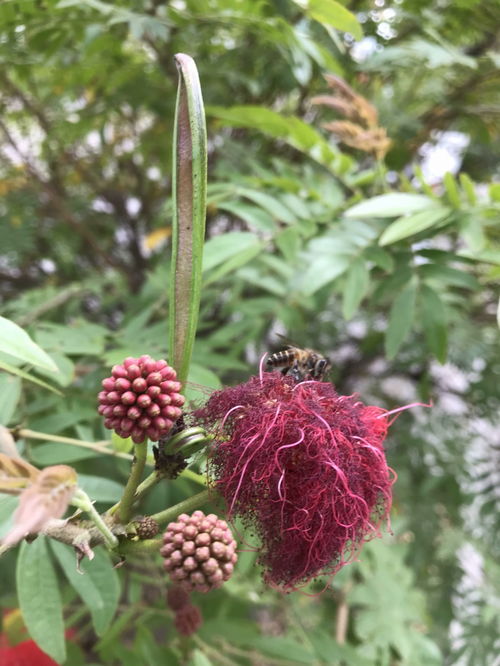 昆虫界的 采花大盗 小蜜蜂 