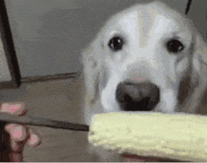 狗狗可以吃玉米吗,狗狗可以吃煮熟的玉米吗
