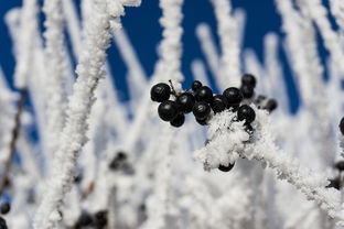 雪蔼何以为美？雪缕什么意思