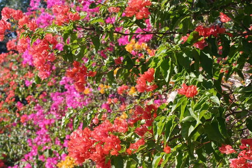 杜鹃花的寓义,杜鹃花的寓意