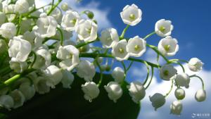 白色铃兰花语录,白色铃兰花寓意