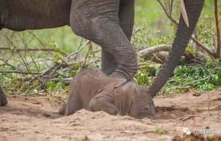 母象任由小象被狮子猎食 看完才知心酸母象一直在看着 