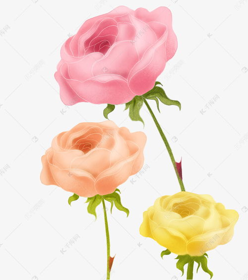 粉色玫瑰花代表什么意思,粉红色的玫瑰花代表什么意思？