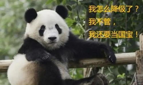 古人会捕杀大熊猫吗 大熊猫活到今天是运气和实力的结合