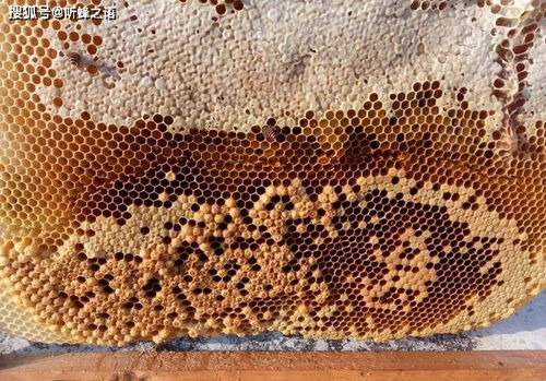 怎样判断蜂群是否有蜂螨,昆虫记蜂螨幼虫的特点