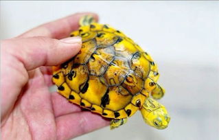 巴西龟的耳朵为什么是橘黄色的？