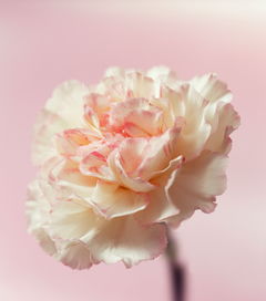 洋桔梗的花语是什么,5朵白玫瑰加4朵桔梗的花语？