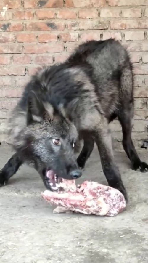 给我家狗喂一块肉,3个月没吃肉,护食的样子像匹狼 