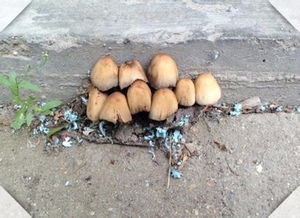 请问图片上的蘑菇叫什么