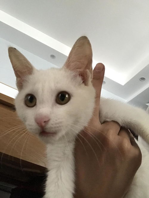 坐标上海 纯白小母猫无偿领养 