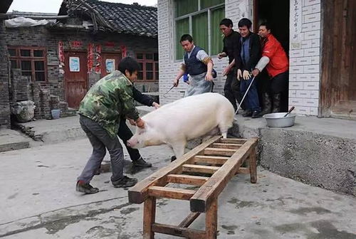 贵州人,你妈喊你回家杀年猪了