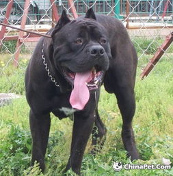 世界十大猛犬 世界上什么狗跑的最快？ 