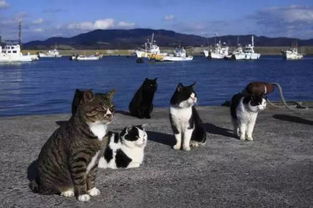 日本的这些地方曾是猫咪的天堂,如今却传染病肆虐... 
