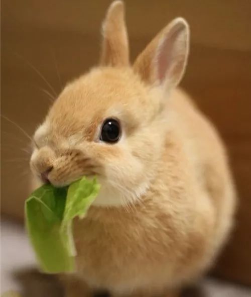 宠物兔的食物选择