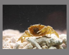 螃蟹在鱼缸里能活多久 