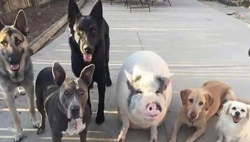 宠物故事 主人为了省事,将一头猪和5条狗一起喂养,2年后却发现跑偏了