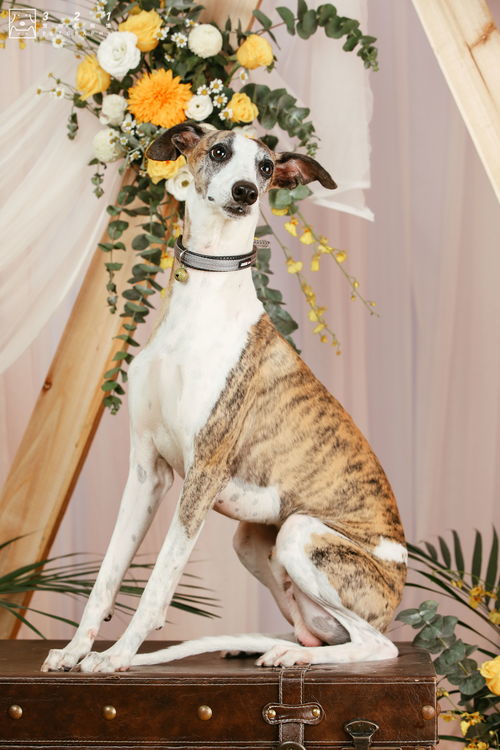 CPF广州宠物展 狗狗都结婚了,你还在单身 宠物婚礼是一种怎样的体验