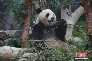 熊猫 海外认知度最高的中国文化符号 