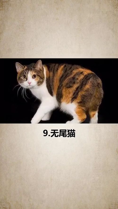 世界十大名猫排行榜,第二你肯定没见过上 