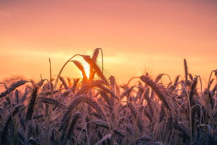 夕照落山明，探寻落日余晖中的诗意与哲理，夕阳落照的意思