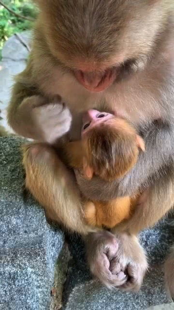 这么可爱的猴子你们喜欢吗 