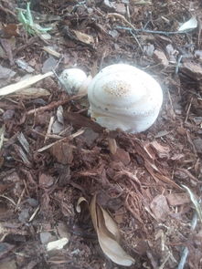 请问这是什么蘑菇,是中药吗,能吃吗 