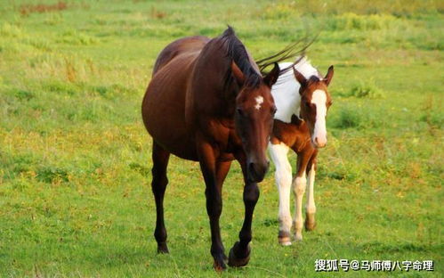 什么属相相克,古人经验不得不看