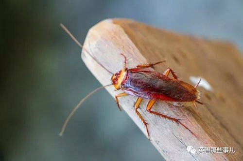 被一只大蟑螂吓得不敢进厨房,饿疯的小哥决定悬赏找人帮他杀蟑螂