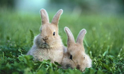 属兔人和什么属相是绝配 婚后家庭兴旺,好运缠身一辈子