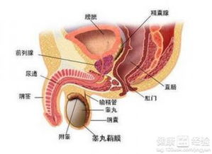 自己按摩前列腺十种手法图解(自己按摩前列腺方法)