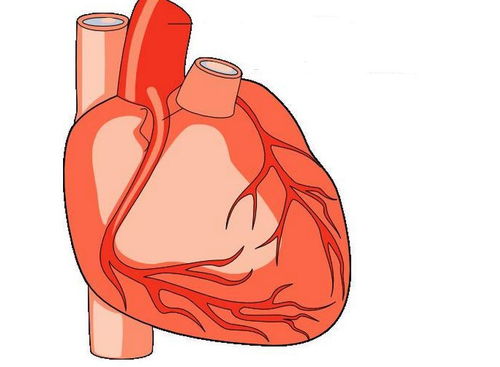 心脏好,通常有5个表现,若能占3个以上,心脏也还算不错 血管 