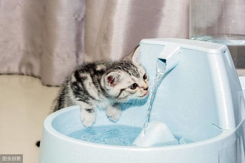不管猫咪多大,如果突然喝很多水,其实是想告诉你这6件事
