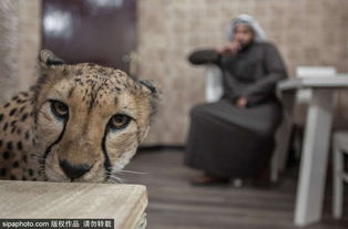 家有猛兽 科威特女子养猎豹当 宠物 