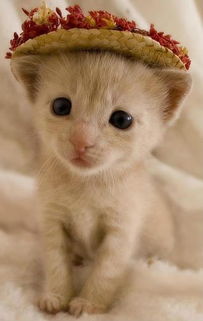 求找一张图,一只戴帽子的直立的小猫,特别萌,谢谢 