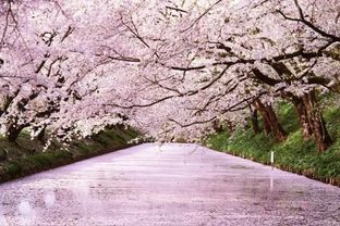 去日本哪里看樱花最好,日本什么地方赏樱花儿最美?