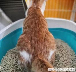 猫咪突然就不在猫砂里尿尿,猫为什么会突然不在猫砂里上厕所