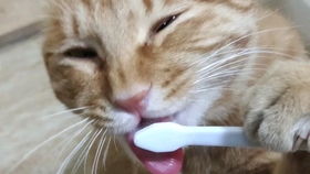 给猫咪刷牙有多累 牙膏再好吃也挡不住牙刷的可怕,喵 我拒绝