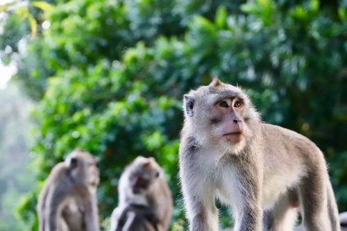 当老外说 Monkey Business ,你可要千万小心了 Eschool英语