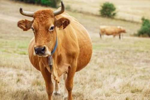 11月起 属牛的人将会翻身变成 大金牛 ,尤其是1973年的
