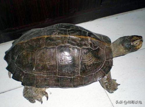 亚洲巨龟，庙龟可多久不吃东西？